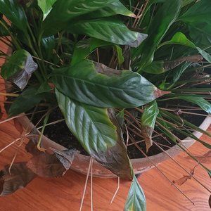 Meet your Posher, Terolyn